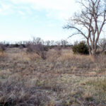 Hunting Land Cattle Pasture