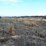 Hunting Land Cattle Pasture