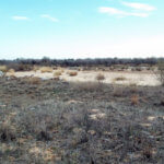 Hunting Land Cattle Pasture