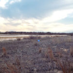 Hunting Land Cattle Pasture