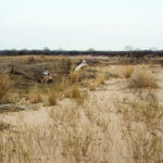 Hunting Land Cattle Pasture