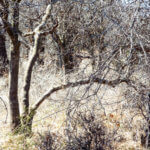 Hunting Land Cattle Pasture