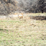 Hunting Land Cattle Pasture