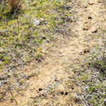 Hunting Land Cattle Pasture