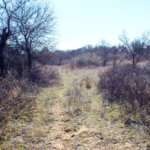 Hunting Land Cattle Pasture