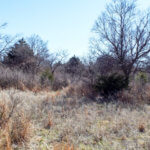 Hunting Land Cattle Pasture