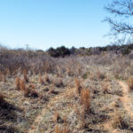 Hunting Land Cattle Pasture