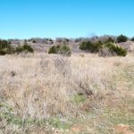 Hunting Land Cattle Pasture