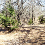 Hunting Land Cattle Pasture