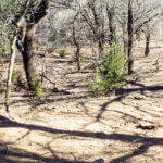 Hunting Land Cattle Pasture