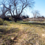 Hunting Land Cattle Pasture