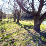 Hunting Land Cattle Pasture