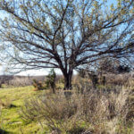 Hunting Land Cattle Pasture