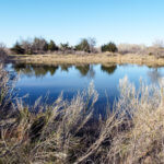 Hunting Land Cattle Pasture