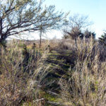 Hunting Land Cattle Pasture