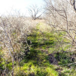 Hunting Land Cattle Pasture