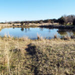 Hunting Land Cattle Pasture