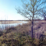 Hunting Land Cattle Pasture