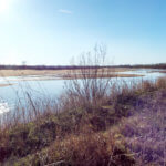 Hunting Land Cattle Pasture