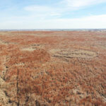 Drone Grassland