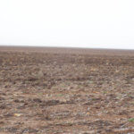 1,560± Acres cropland