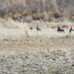 Tract 2 -WAYNOKA AREA AND MORELAND AREA * GRASSLAND