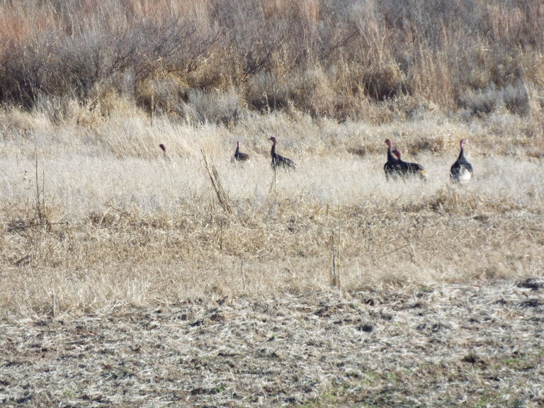 3/1 313± ACRES WOODWARD COUNTY OKLAHOMA