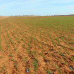 240± Acres, Minerals & Grass