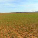 240± Acres, Minerals & Grass