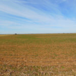 240± Acres, Minerals & Grass