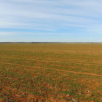 240± Acres, Minerals & Grass