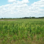 Cropland, Medford