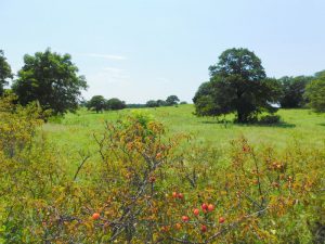 10± ACRES * OFFERED IN TRACTS * RINGWOOD AREA