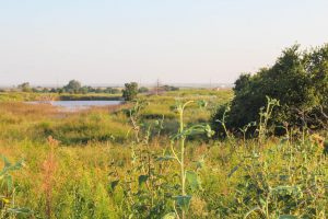 10/11 80± ACRES * BLAINE COUNTY OK * BERMUDA/GRASS PASTURE POND * KINGFISHER CREEK * DEER * EXCELLENT HUNTING
